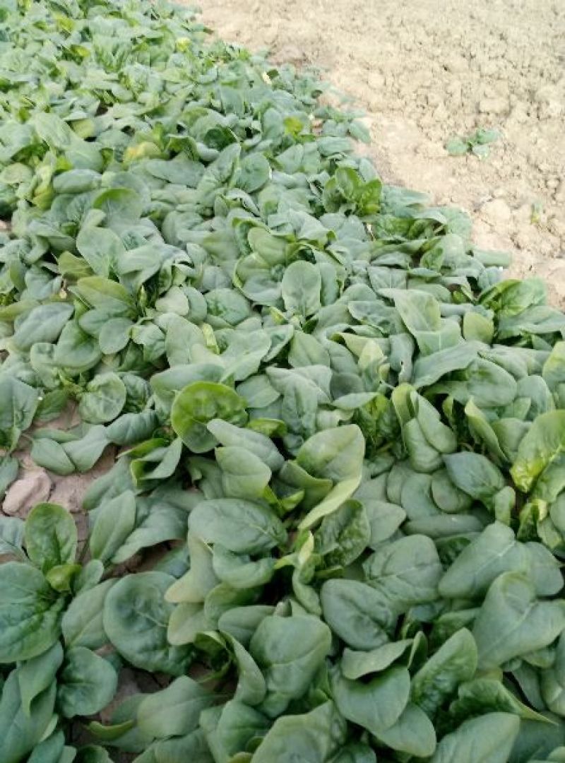 黑叶菠菜小菠菜