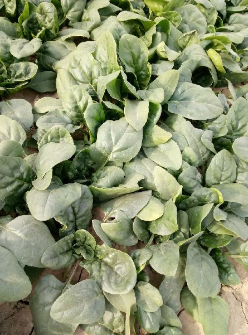 黑叶菠菜小菠菜