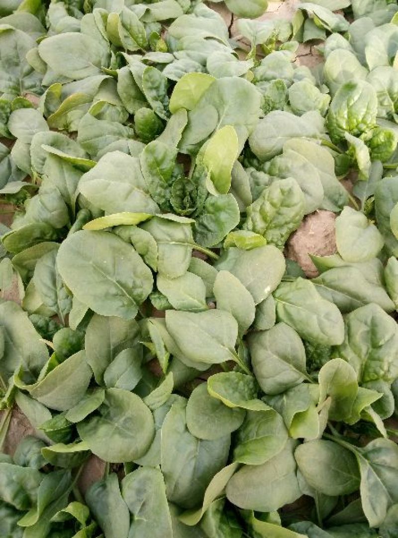 黑叶菠菜小菠菜