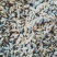 续断种子