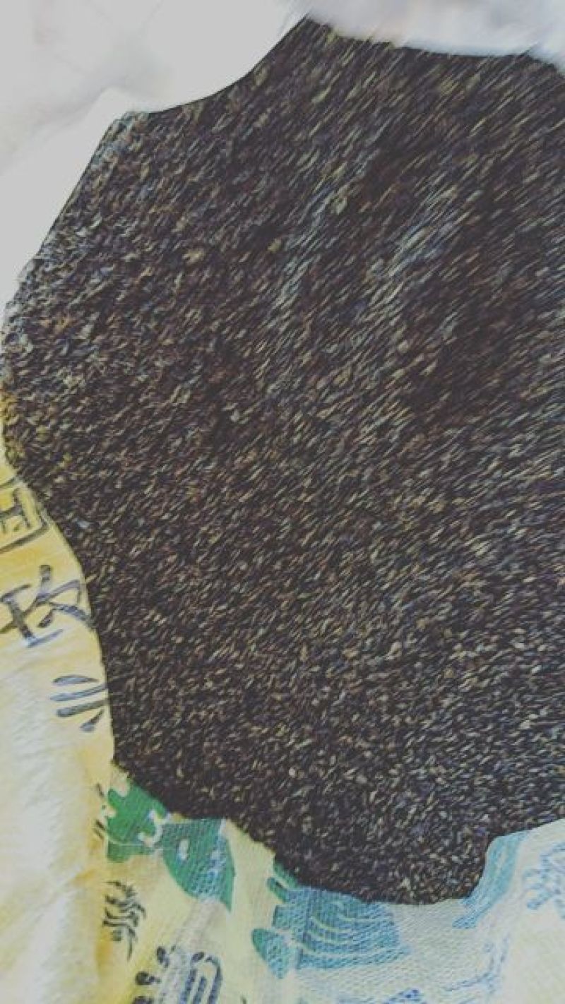 续断种子