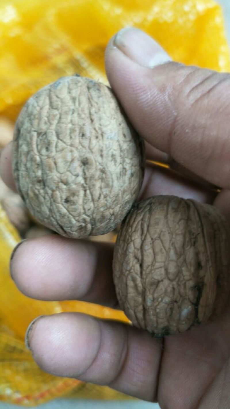 纸皮核桃去皮25~30mm干