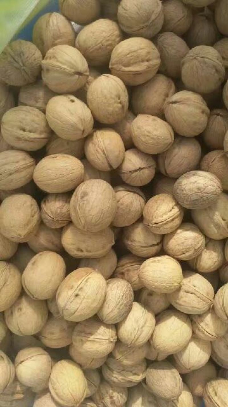 纸皮核桃去皮25~30mm干