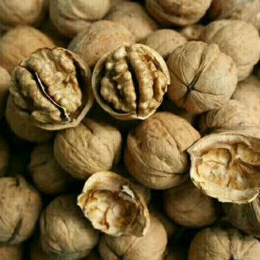 纸皮核桃去皮25~30mm干