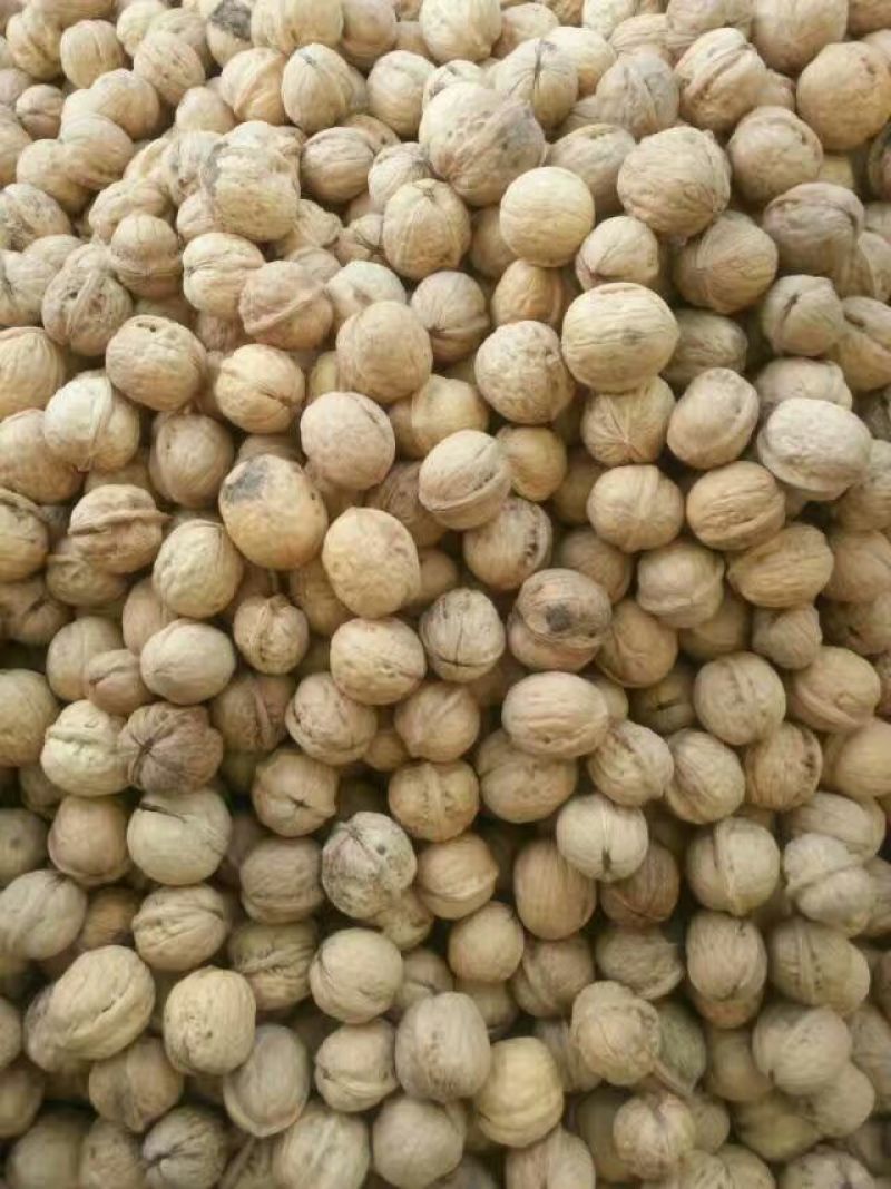 纸皮核桃去皮25~30mm干