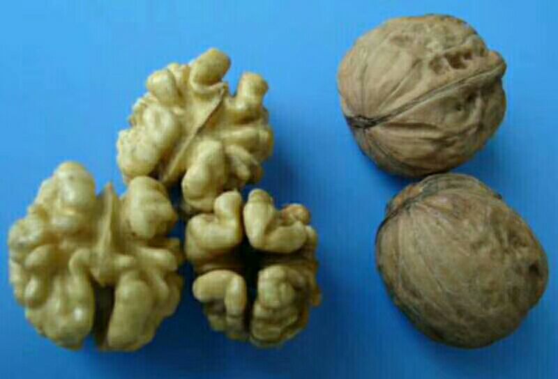 纸皮核桃去皮25~30mm干