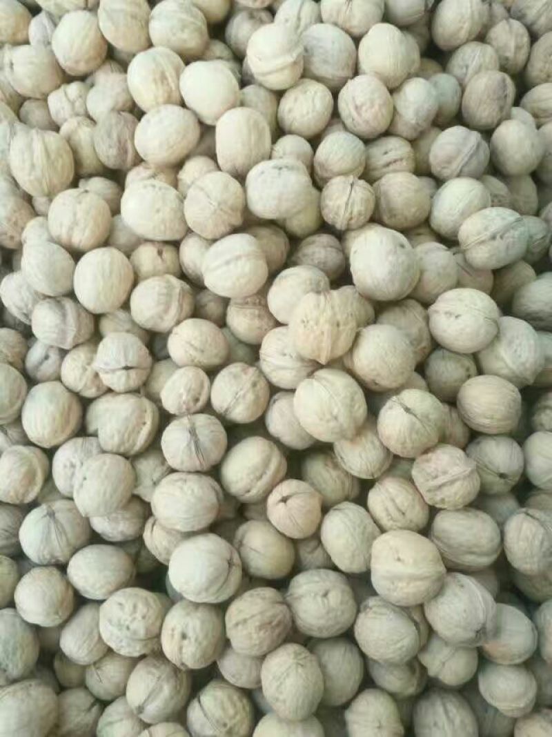 纸皮核桃去皮25~30mm干