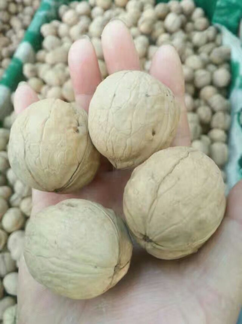 纸皮核桃去皮25~30mm干