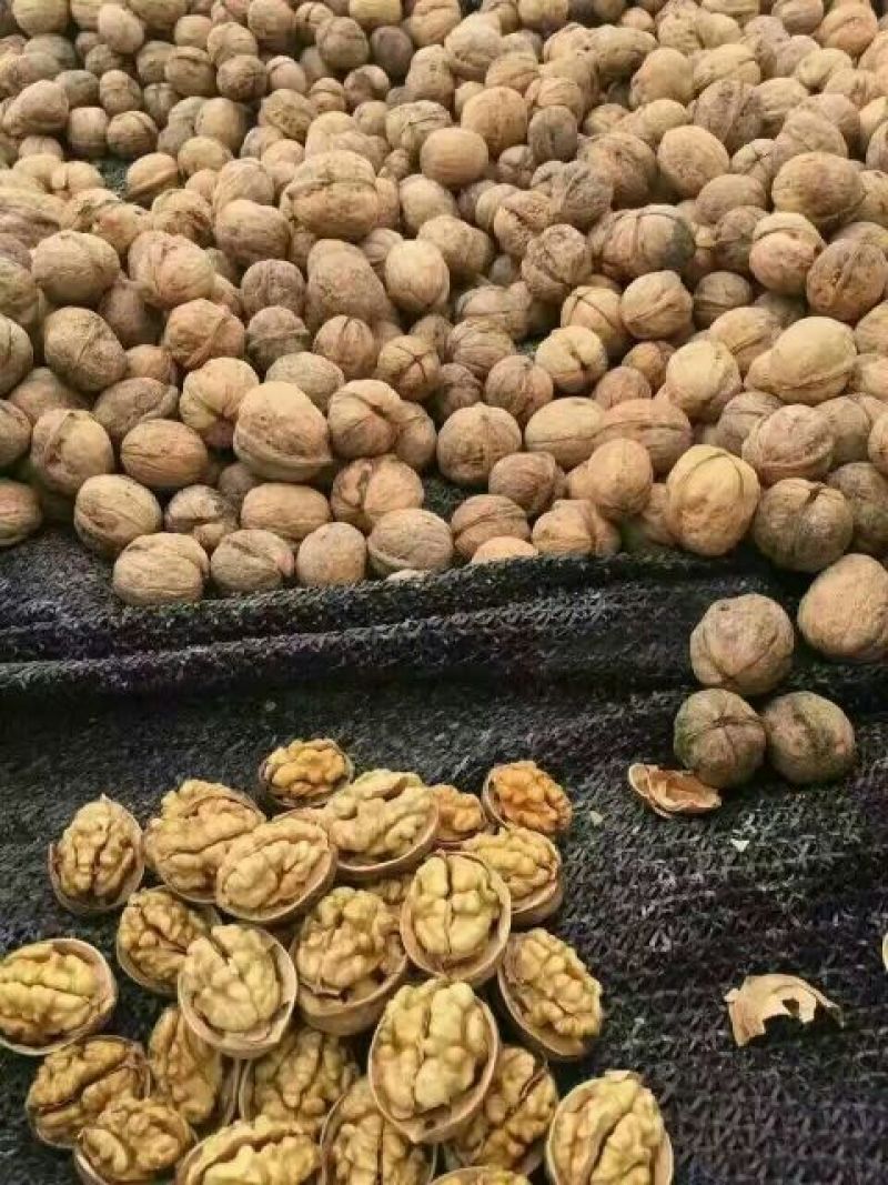 纸皮核桃去皮25~30mm干