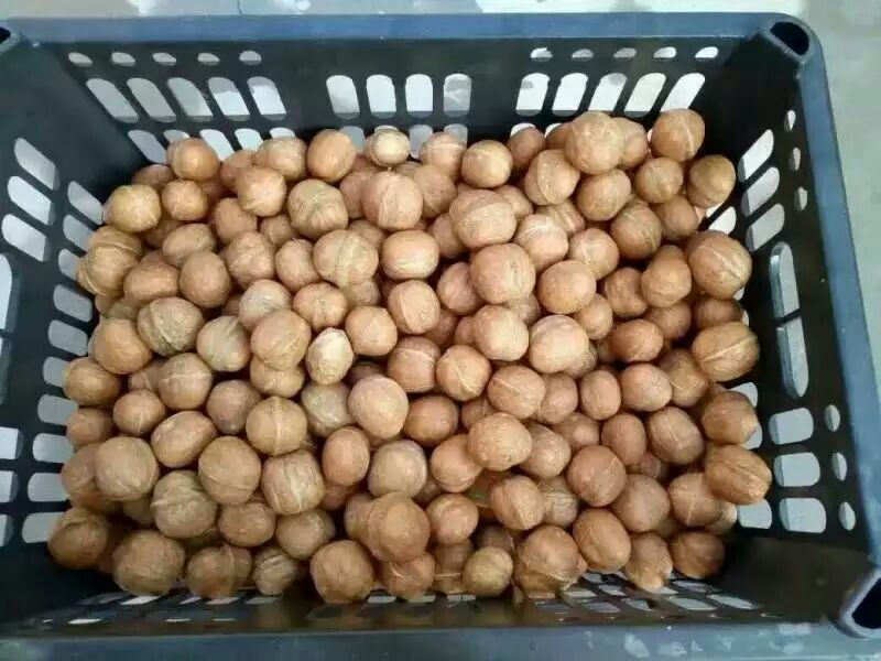 纸皮核桃去皮25~30mm干