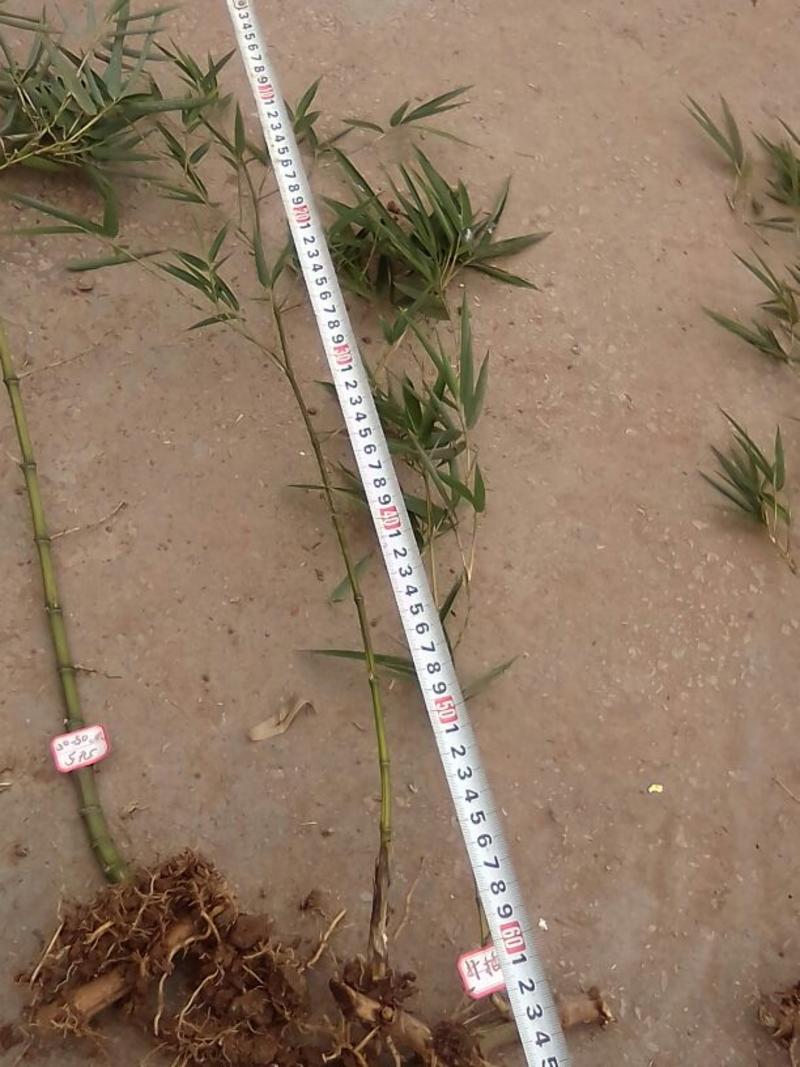 雷竹30-50厘米扦插苗全年可种羊毛竹优选雷竹苗春笋苗