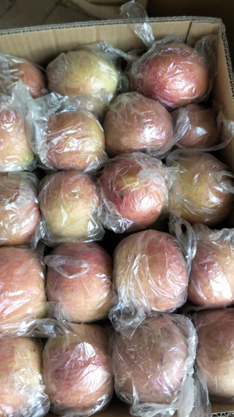 大荔县红富士苹果75mm以上膜袋批发基地