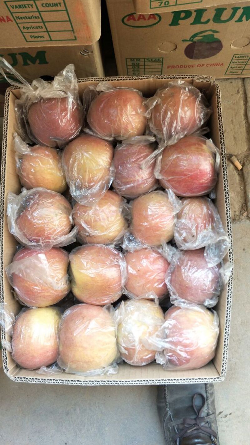 大荔县红富士苹果75mm以上膜袋批发基地