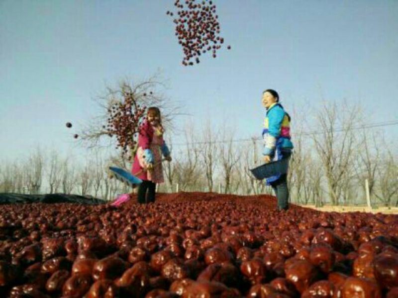 优质红枣特级干枣基地直供支持一亩田线上交易资金安全