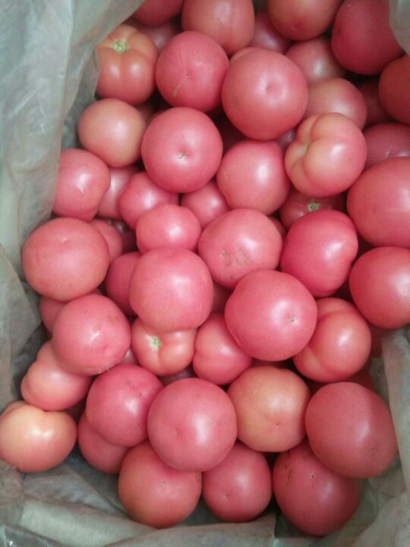 硬粉西红柿大量供应中，质量好，果形好，价格便宜，