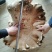 褐蘑菇一级4cm