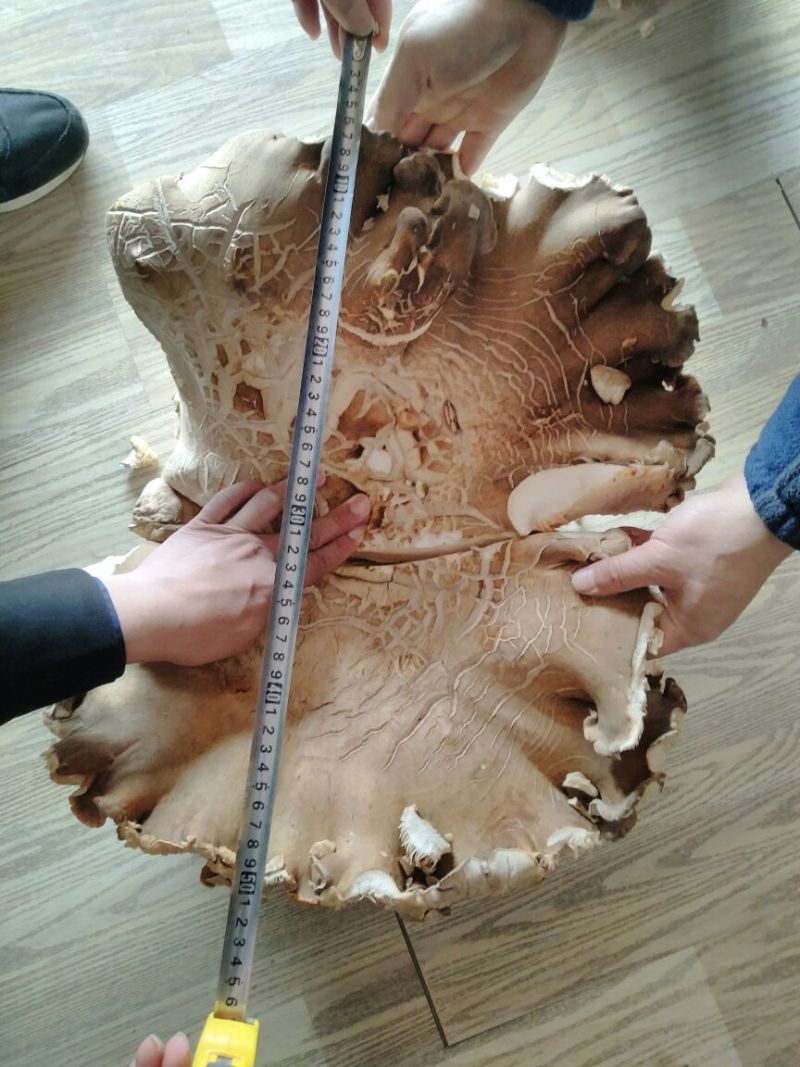 褐蘑菇一级4cm