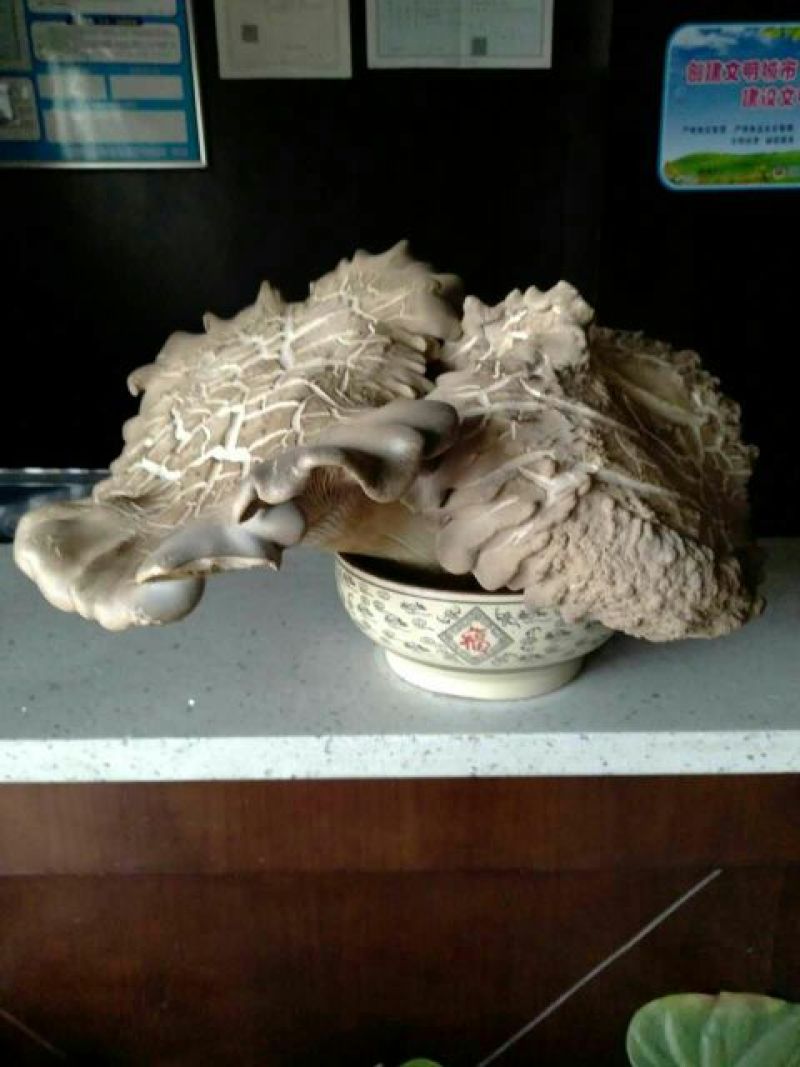 褐蘑菇一级4cm