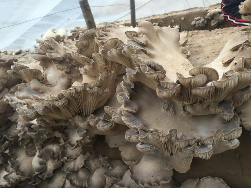 褐蘑菇一级4cm
