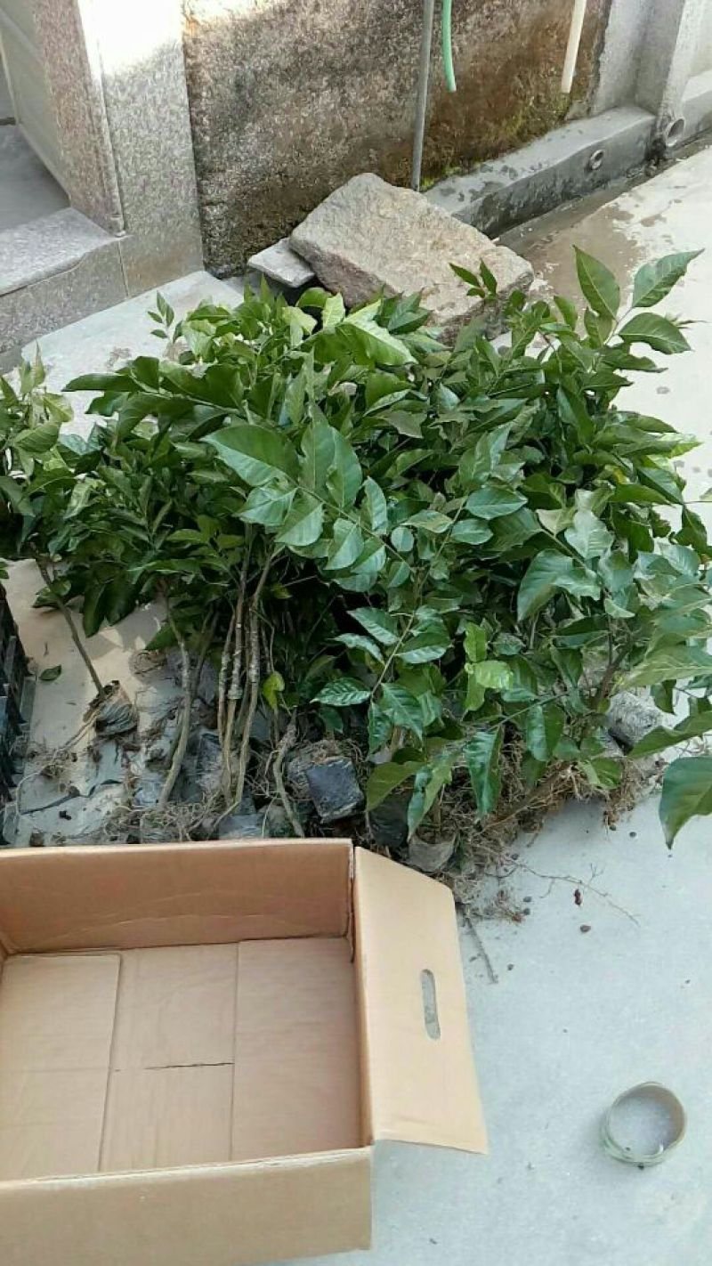 黄皮果苗30~60cmcm