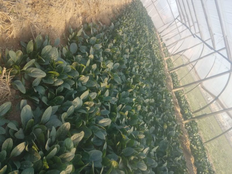 菠菜20~25厘米25～30