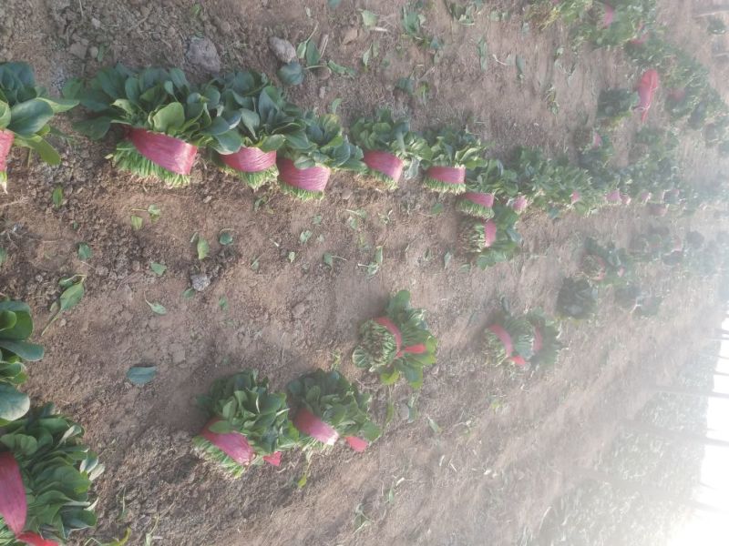 菠菜20~25厘米25～30