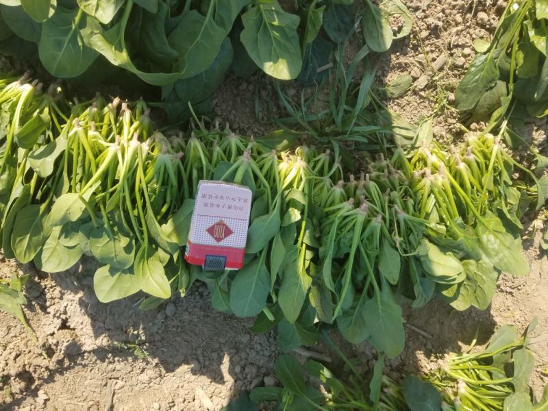 菠菜20~25厘米25～30