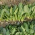 菠菜20~25厘米25～30