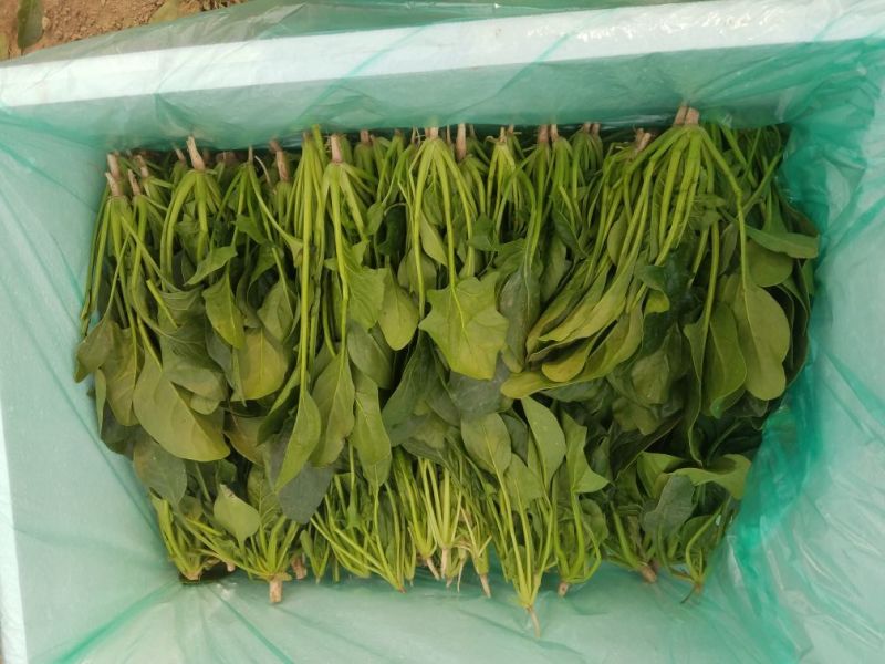 菠菜20~25厘米25～30