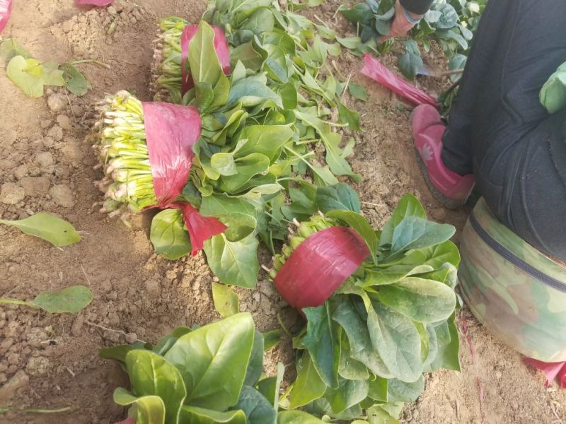 菠菜20~25厘米25～30