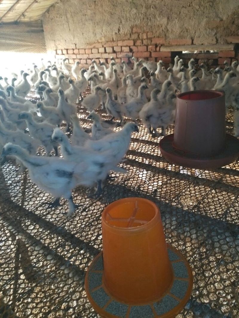 脱温鸡脱温苗500克以上通货