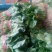 大叶菠菜20~25厘米