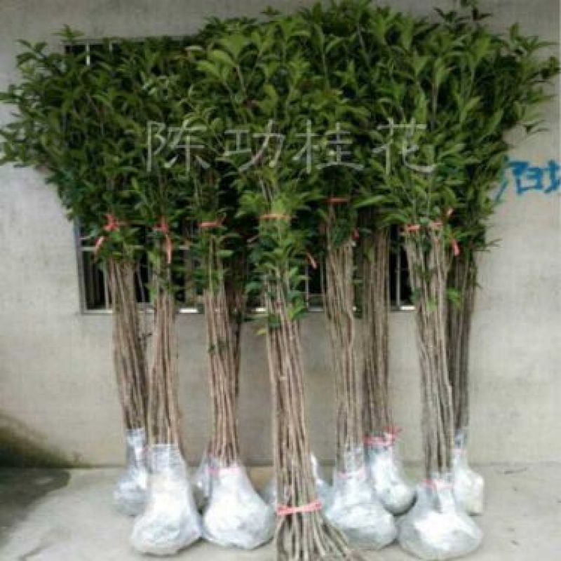 桂花苗50~80cm