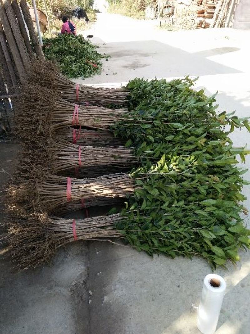 桂花苗50~80cm