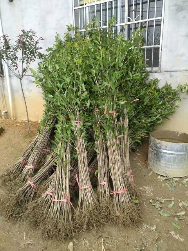 桂花苗50~80cm