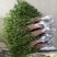 桂花苗50~80cm