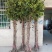 桂花苗50~80cm