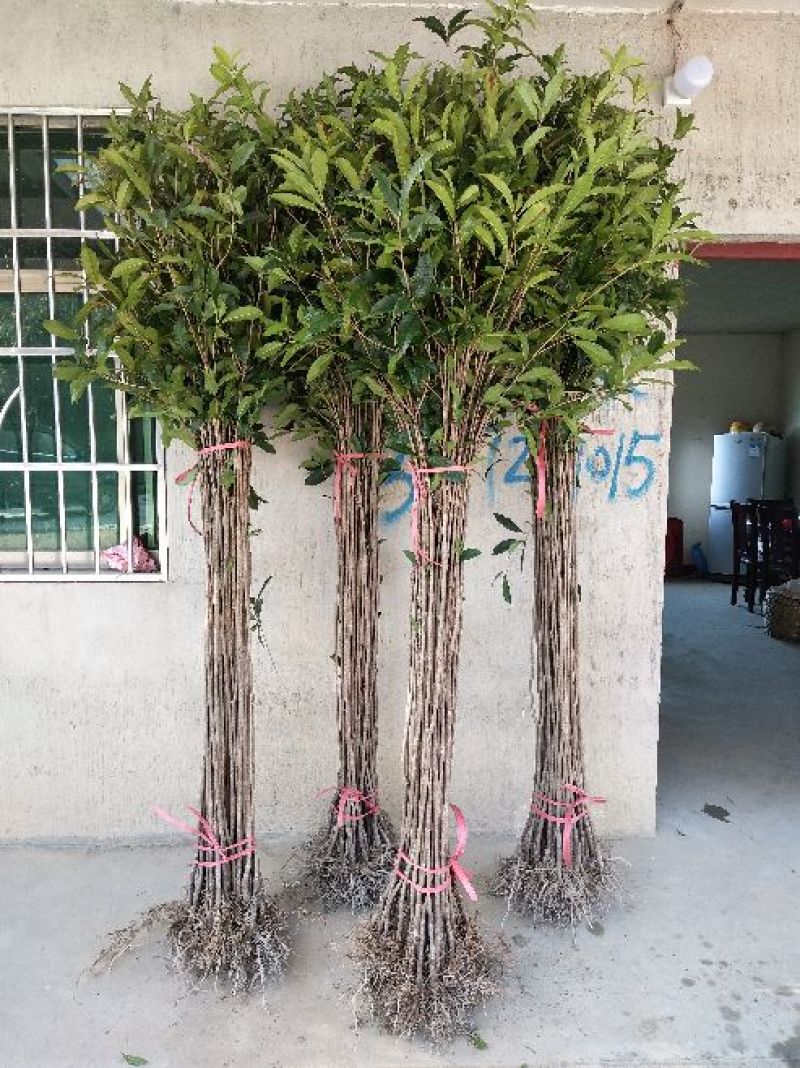 桂花苗50~80cm