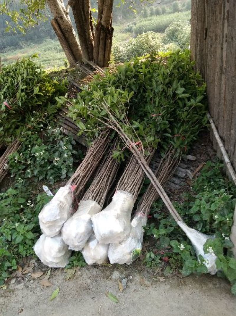 桂花苗50~80cm