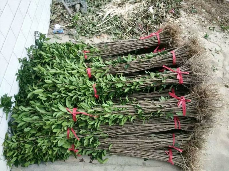 桂花苗50~80cm