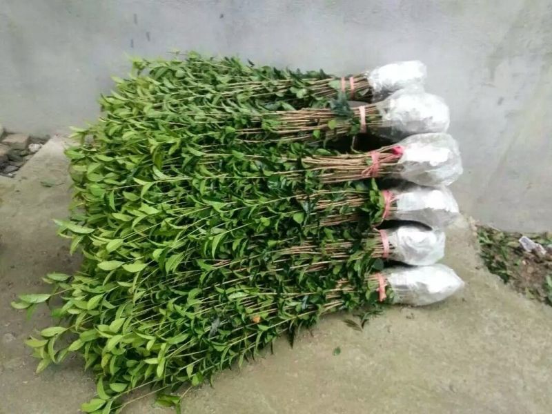 桂花苗50~80cm