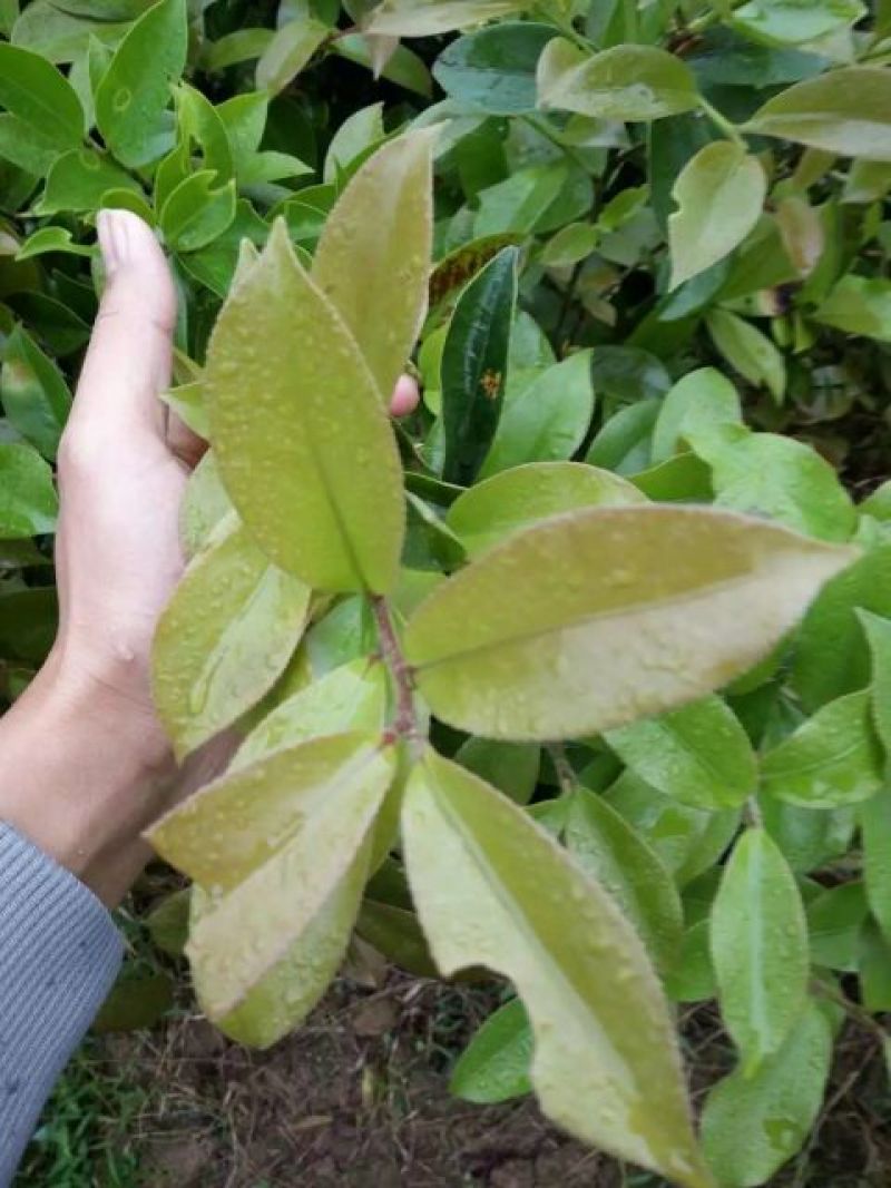 茶树苗。正品油茶苗，嫁接油茶。产量高，稳定。