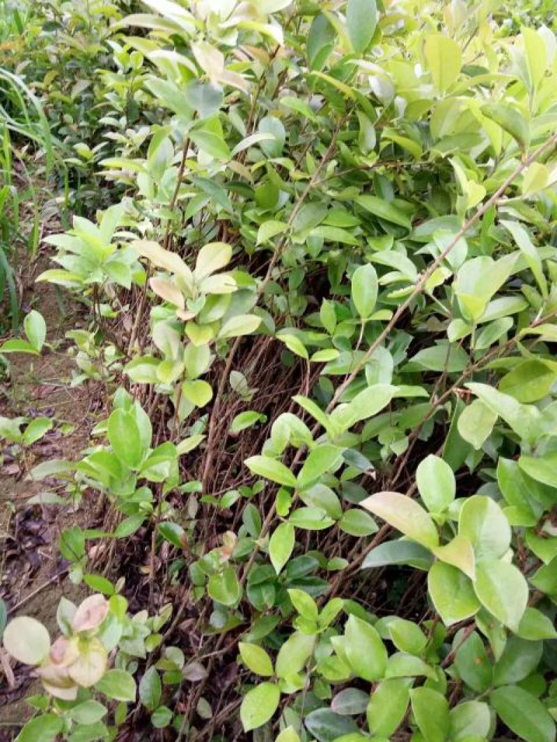 茶树苗。正品油茶苗，嫁接油茶。产量高，稳定。