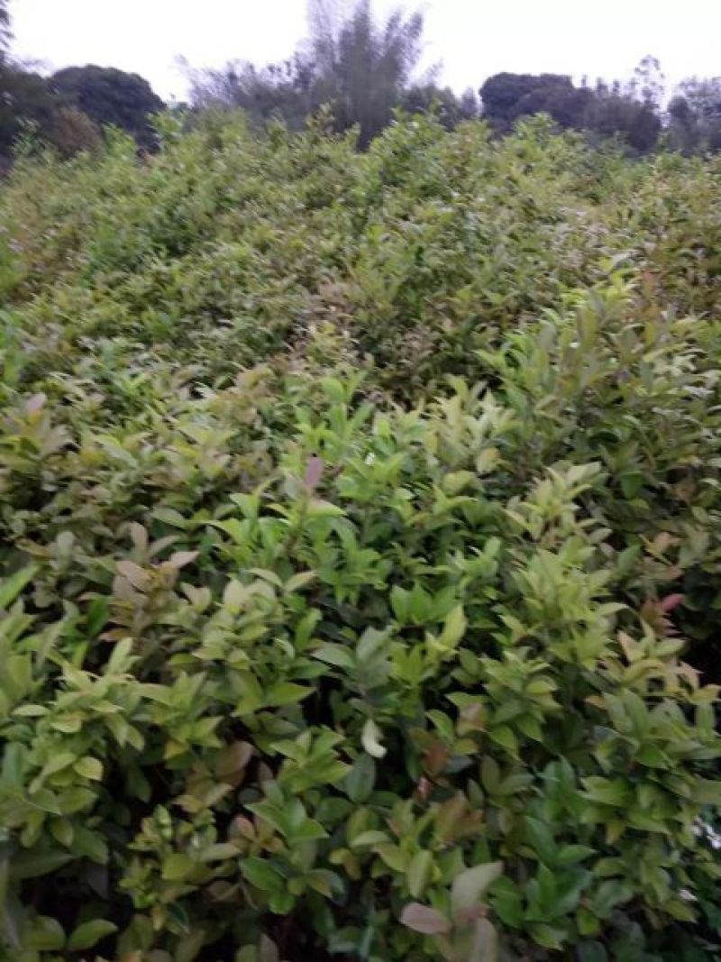 茶树苗。正品油茶苗，嫁接油茶。产量高，稳定。