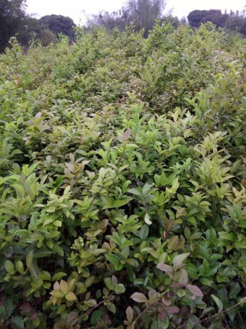 茶树苗。正品油茶苗，嫁接油茶。产量高，稳定。