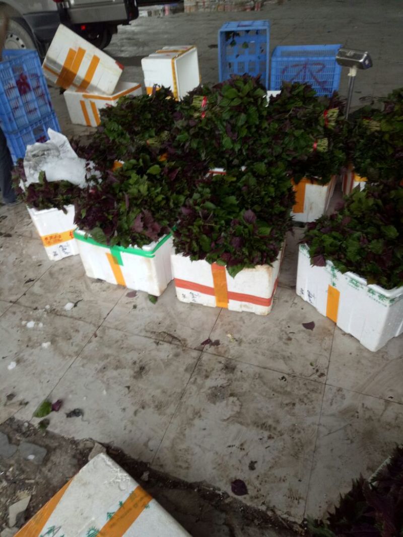 精品紫苏叶产地直销