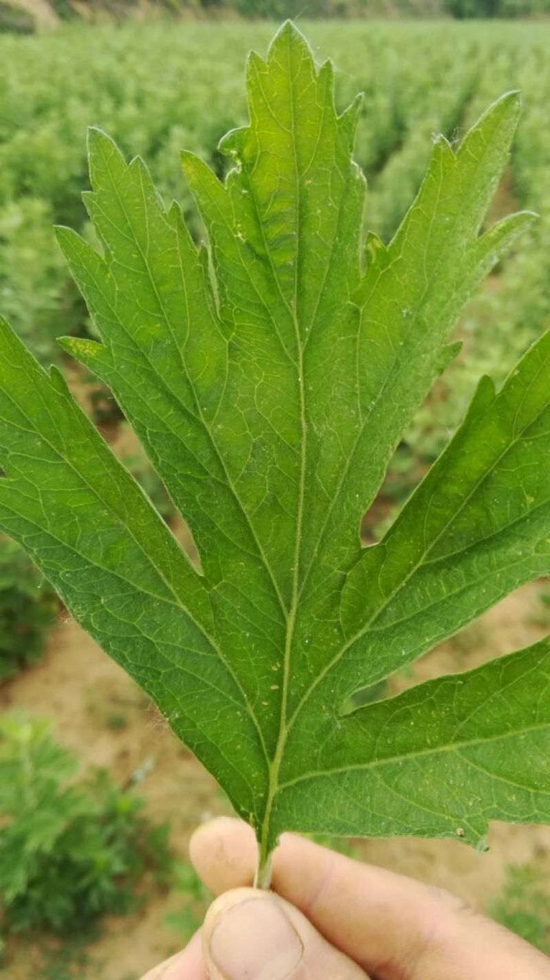 端午艾草苗，量大从优，产地南阳直发，指导种植，管回收