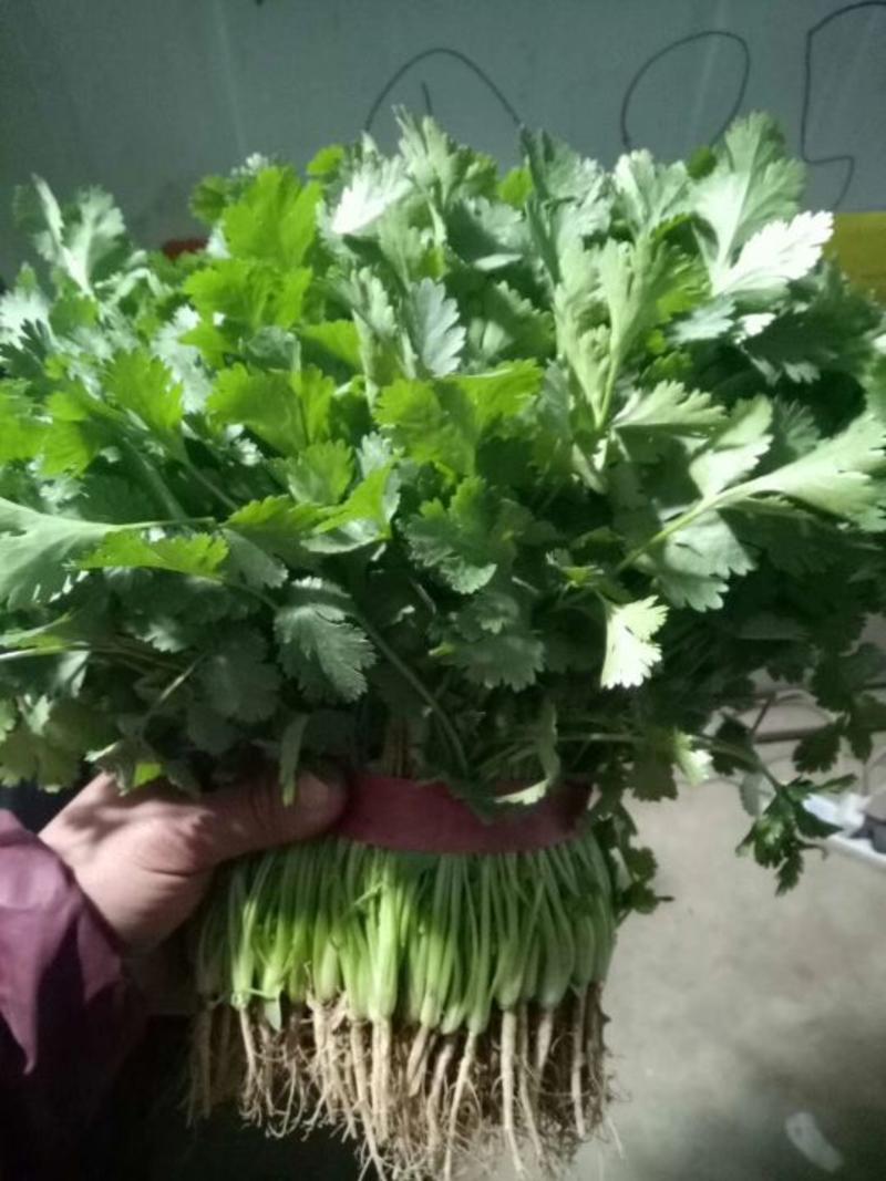 河南大叶香菜20~30厘米，货源充足，专业代收代发