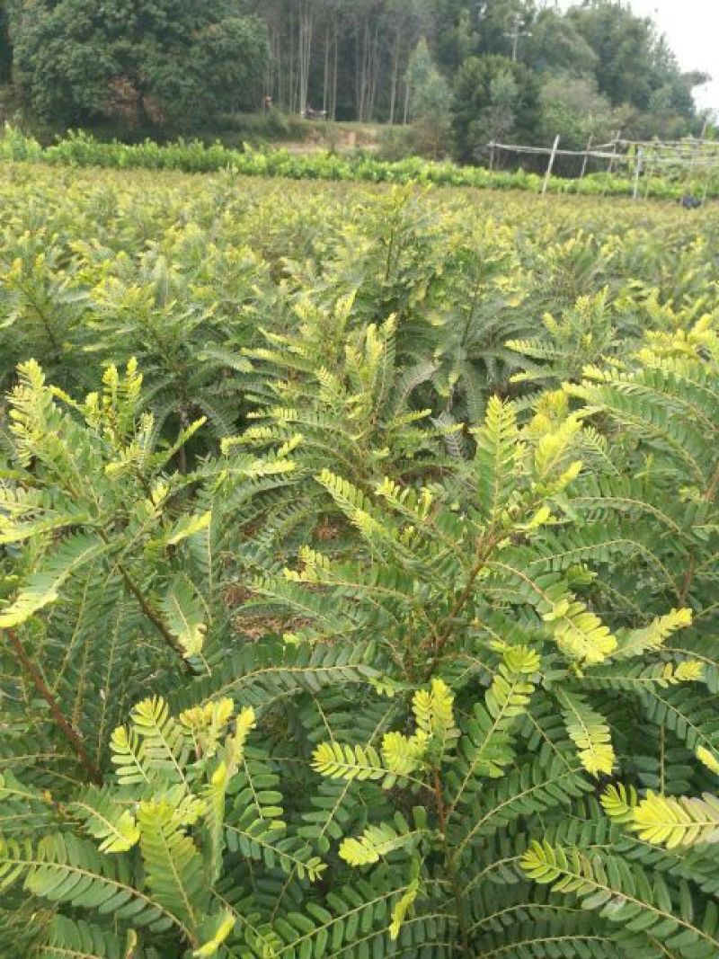 余甘果苗嫁接余甘果苗大玉牛甘果苗南北方种植果树苗带土包邮