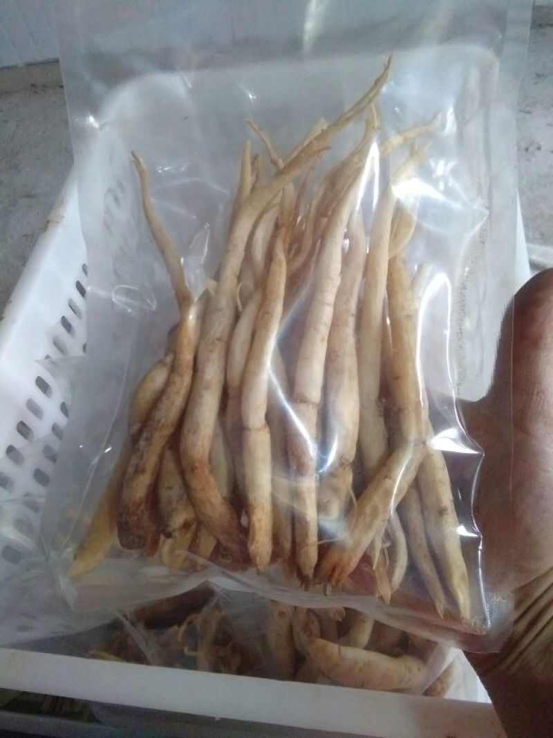 川明参